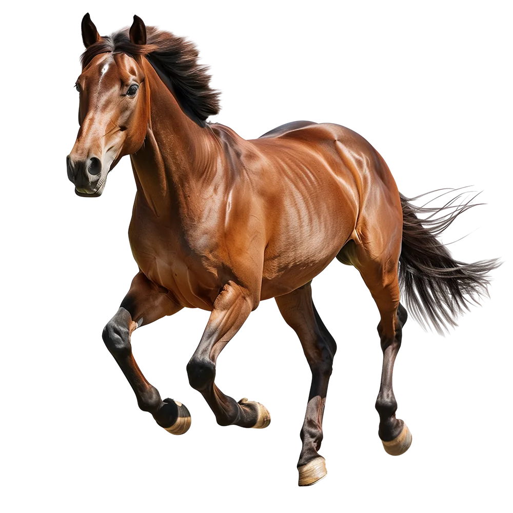 Bay horse at gallop