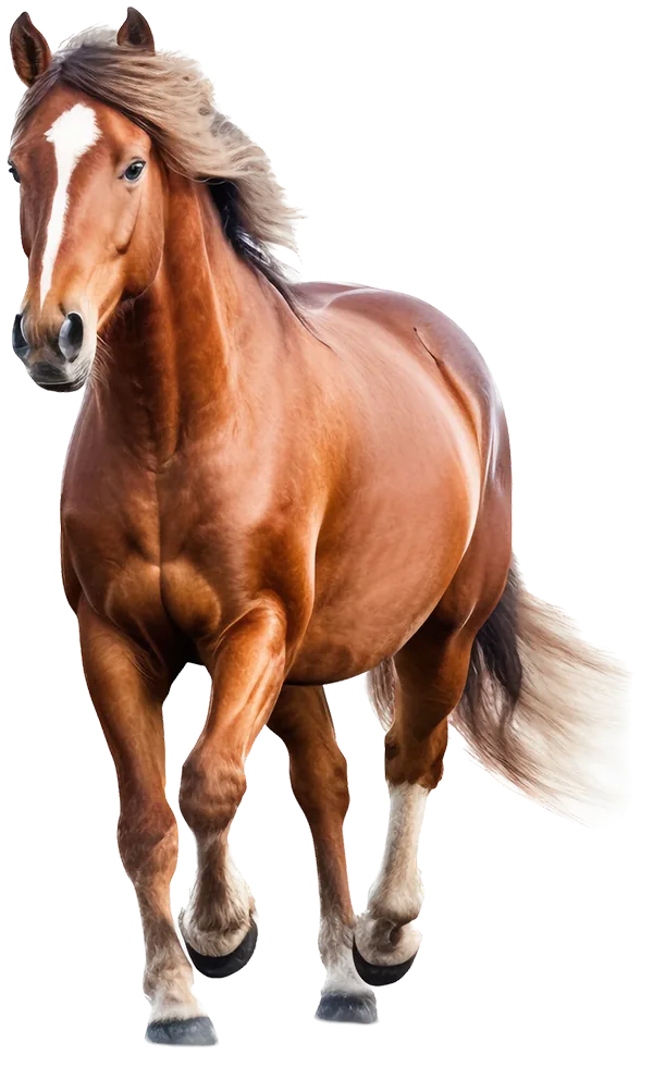 Chestnut horse in motion